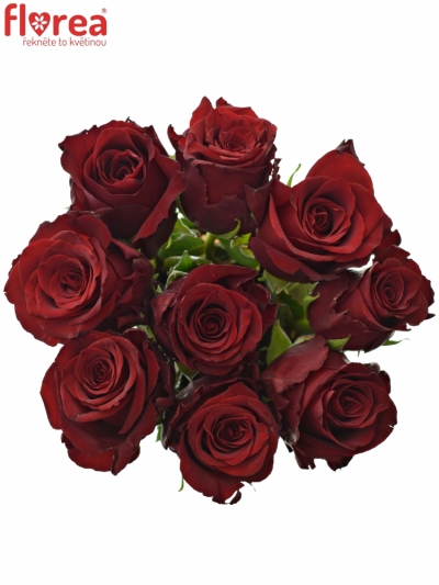Kytice 9 rudých růží EXPLORER 80cm