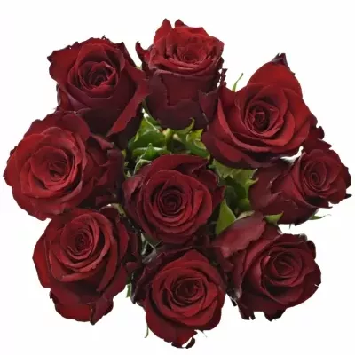 Kytice 9 rudých růží EXPLORER 50cm