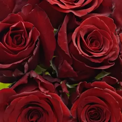 Kytice 9 rudých růží EXPLORER 60cm