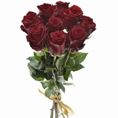 Kytice 9 rudých růží EXPLORER 60cm