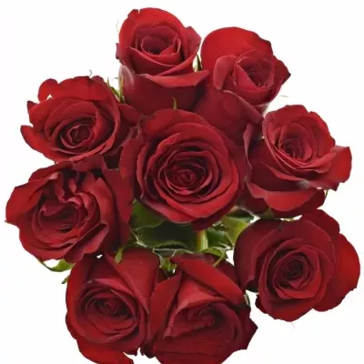 Jednodruhová kytice 9 červených růží FREEDOM 50 cm