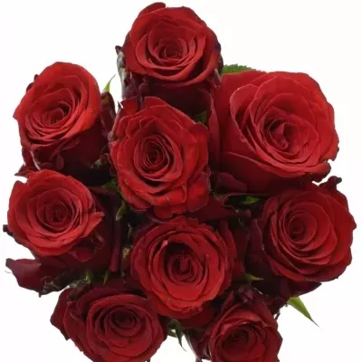 Kytice 9 rudých růží INCREDIBLE 60cm