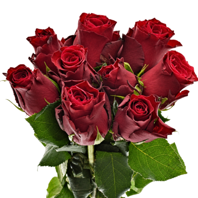Kytice 9 rudých růží MADAM RED 40cm 