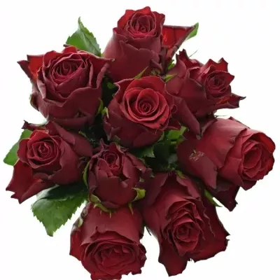 Kytice 9 rudých růží MADAM RED 80cm 