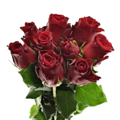 Kytice 9 rudých růží MADAM RED 40cm