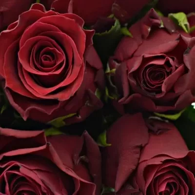 Kytice 9 rudých růží MADAM RED 40cm 
