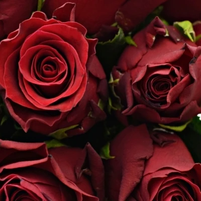 Kytice 9 rudých růží MADAM RED 40cm