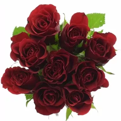 Kytice 9 rudých růží PRESTIGE 80cm