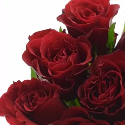 Kytice 9 rudých růží PRESTIGE 35cm