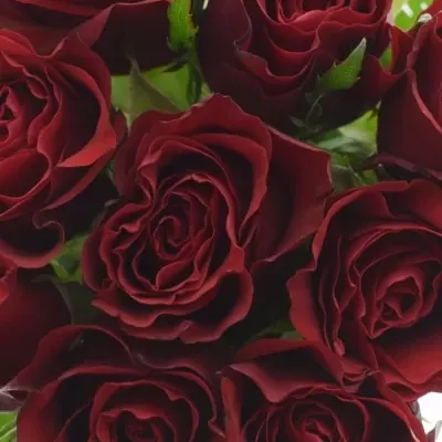 Kytice 9 rudých růží PRESTIGE 35cm