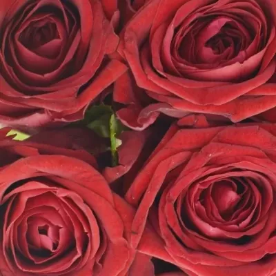 Kytice 9 rudých růží RED NAOMI! 30cm