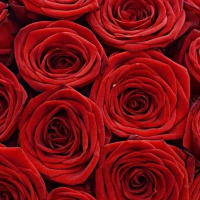Kytice 9 rudých růží RED NAOMI! 55cm