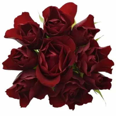 Kytice 9 rudých růží RED TIFFANY 70cm