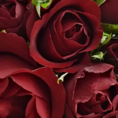 Kytice 9 rudých růží RED TIFFANY