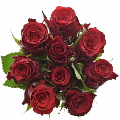 Jednodruhová kytice 9 červených růží RED TORCH 50 cm