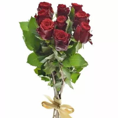 Kytice 9 rudých růží RED TORCH 60cm