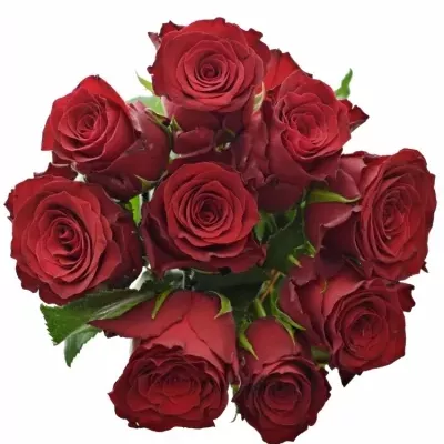 Kytice 9 rudých růží RHODOS 80cm
