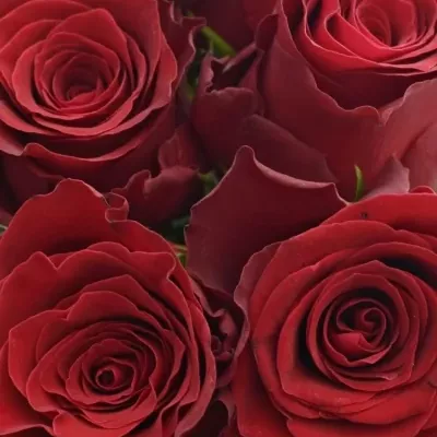 Kytice 9 rudých růží RHODOS 40cm