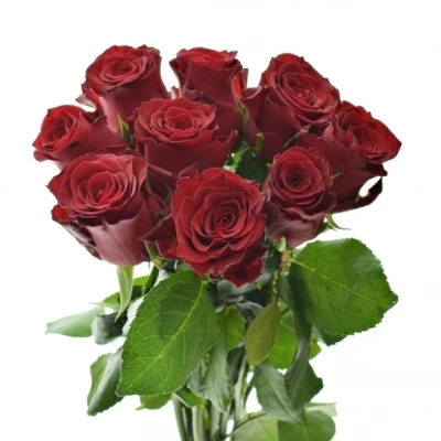 Kytice 9 rudých růží RHODOS