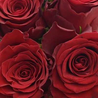 Kytice 9 rudých růží RHODOS