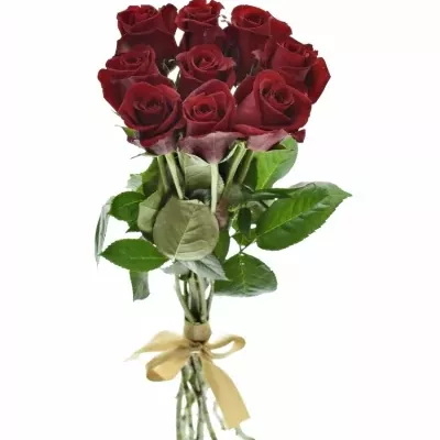 Kytice 9 rudých růží THUNDER 60cm