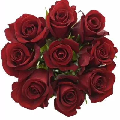 Kytice 9 rudých růží THUNDER 70cm