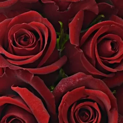 Kytice 9 rudých růží THUNDER 60cm