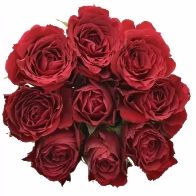 Jednodruhová kytice 9 červených růží UPPER CLASS 50 cm