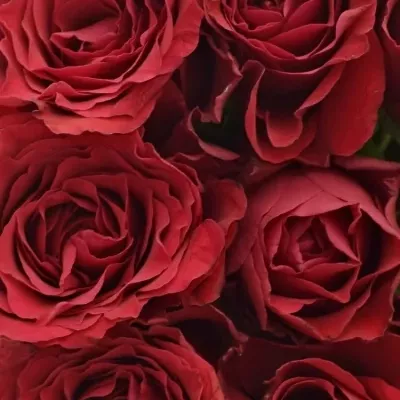 Kytice 9 rudých růží UPPER CLASS 40cm