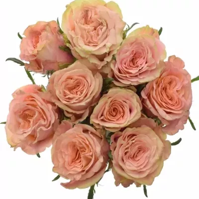 Kytice 9 růží LOVE PEARL 50cm