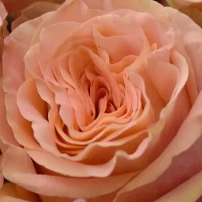 Kytice 9 růží LOVE PEARL 50cm