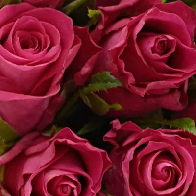 Kytice 9 růží ORCHESTRA 40cm