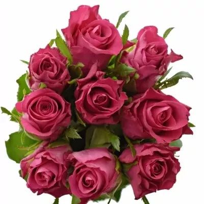 Kytice 9 růží ORCHESTRA 40cm