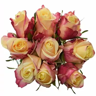 Kytice 9 růžovožlutých růží RIGOLETTO 50cm