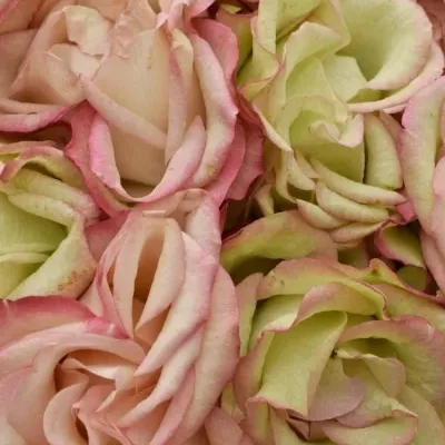 Kytice 9 růžových růží  CAROUSEL ILLUSION 50cm