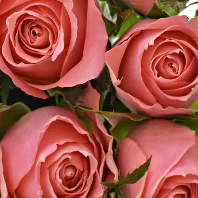 Kytice 9 růžových růží ACE PINK 50cm