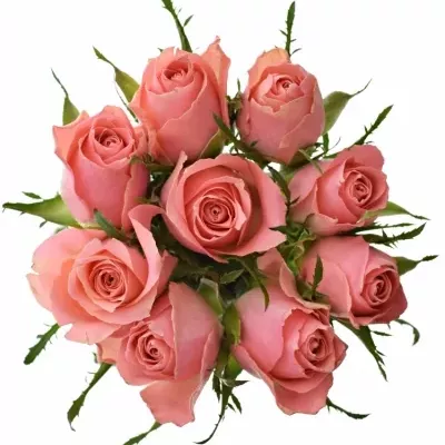 Kytice 9 růžových růží ACE PINK 50cm
