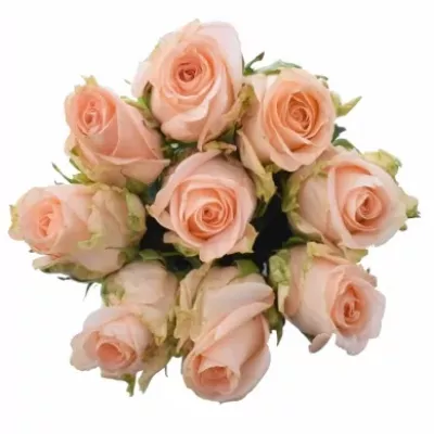 Kytice 9 růžových růží ALINA 50cm