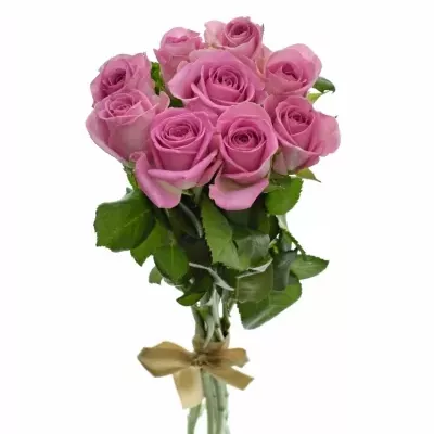 Kytice 9 růžových růží AQUA 55cm