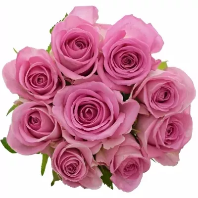 Kytice 9 růžových růží AQUA 60cm