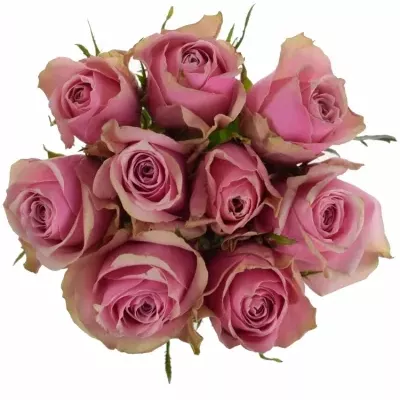 Kytice 9 růžových růží ATHENA ROYALE 40cm