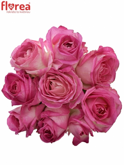 Kytice 9 růžových růží AVALANCHE CANDY+ 40cm