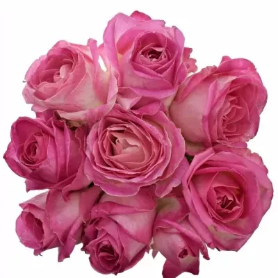 Kytice 9 růžových růží AVALANCHE CANDY+ 70cm