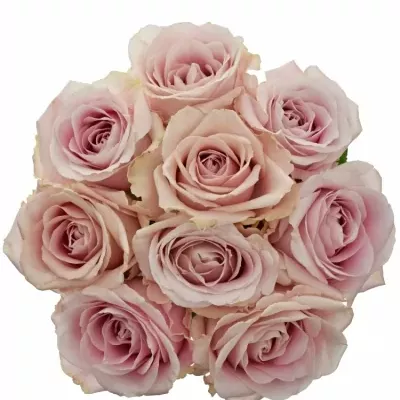 Kytice 9 růžových růží AVALANCHE PINK+ 60cm