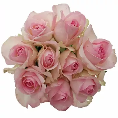 Kytice 9 růžových růží AVALANCHE SORBET+ 40cm