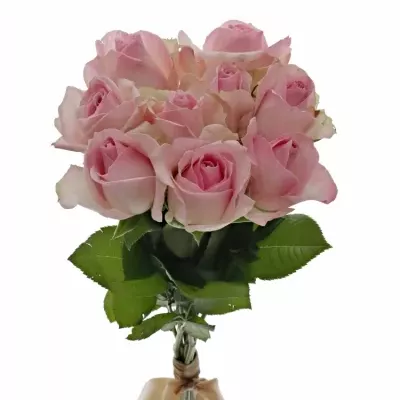 Kytice 9 růžových růží AVALANCHE SORBET+