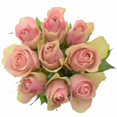 Kytice 9 růžových růží BELLE ROSE 60cm