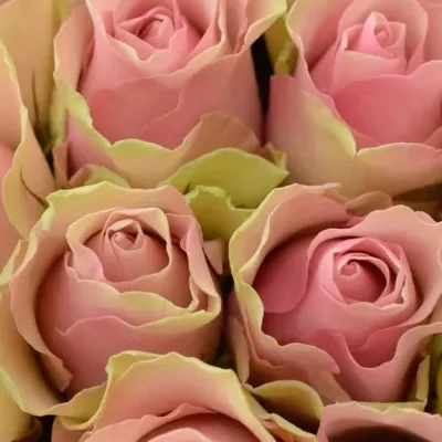 Kytice 9 růžových růží BELLE ROSE 50cm 