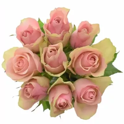 Kytice 9 růžových růží BELLE ROSE 50cm 
