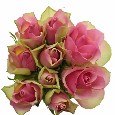 Kytice 9 růžových růží BELLEVUE 40cm 